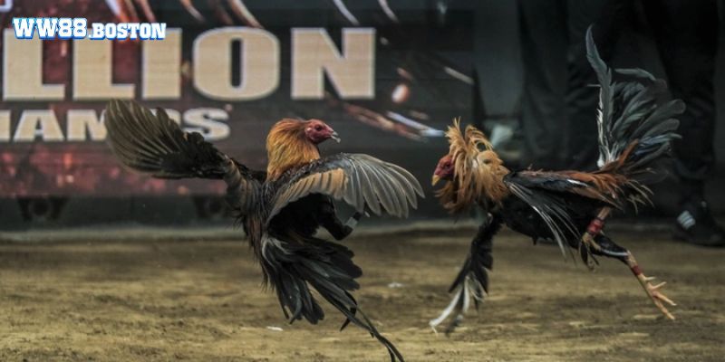 Bỏ túi kinh nghiệm chơi đá gà thắng lớn từ cao thủ